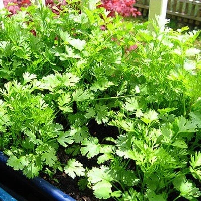 Hạt giống ngò rí rau mùi bạc liêu thân tím,thơm gói 20gr