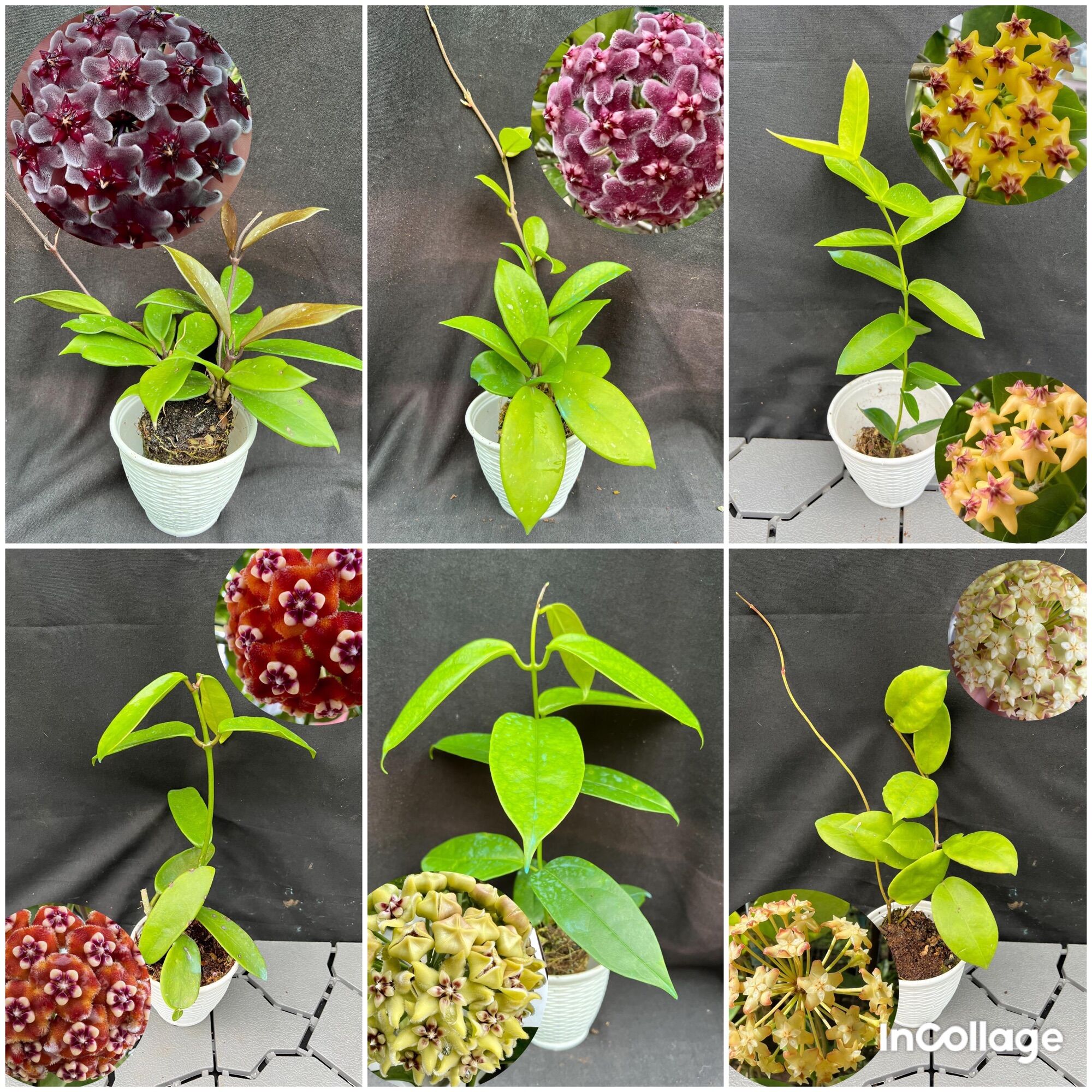 Combo 6 loại cây giống hoa Cẩm cù hoya khác nhau, kích thước 15cm_45cm, hoa thơm và ra hoa quanh năm