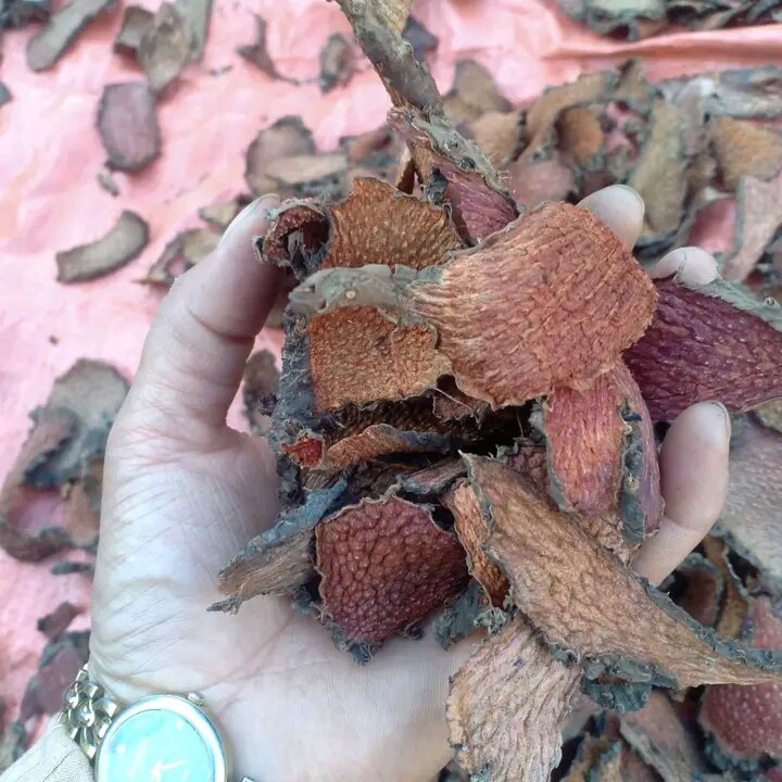 1 kg củ ngũ gia bì gai, củ bì nâu thái lát phơi khô