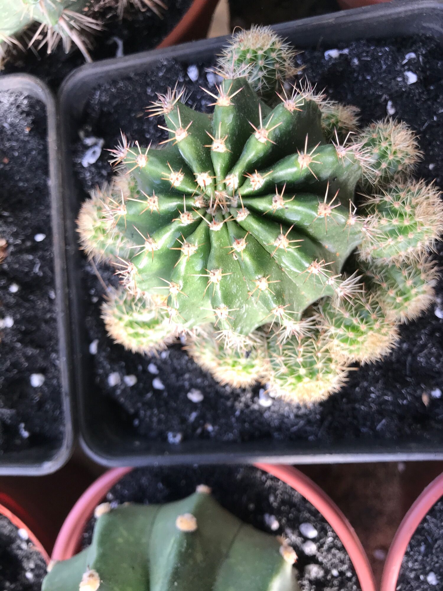 Xương rồng bụi Echino size đại chậu  13cm