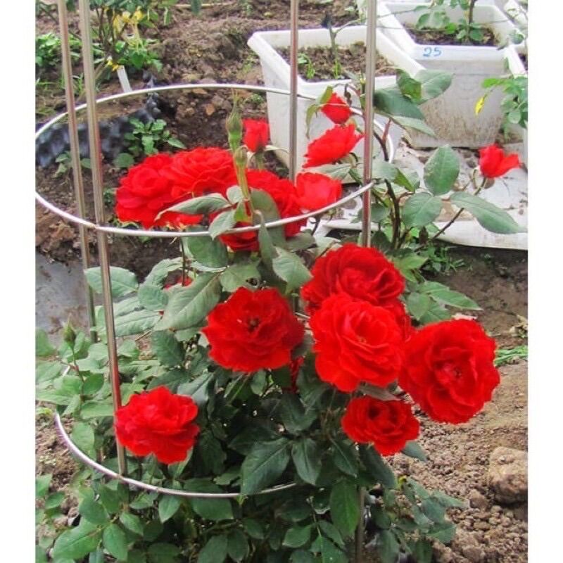 Combo 10 gốc Hồng đủ màu gốc to khỏe