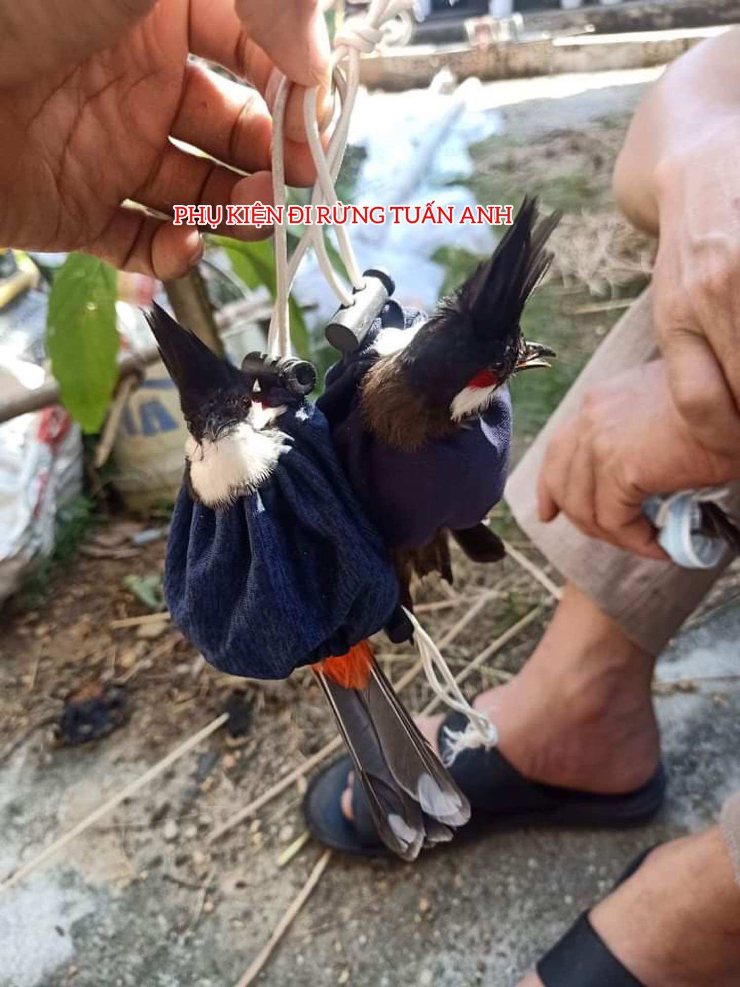Lồng Bẫy Chim Chào Mào, Chòe Than, Chòe Lửa, Khướu Sơn Đen