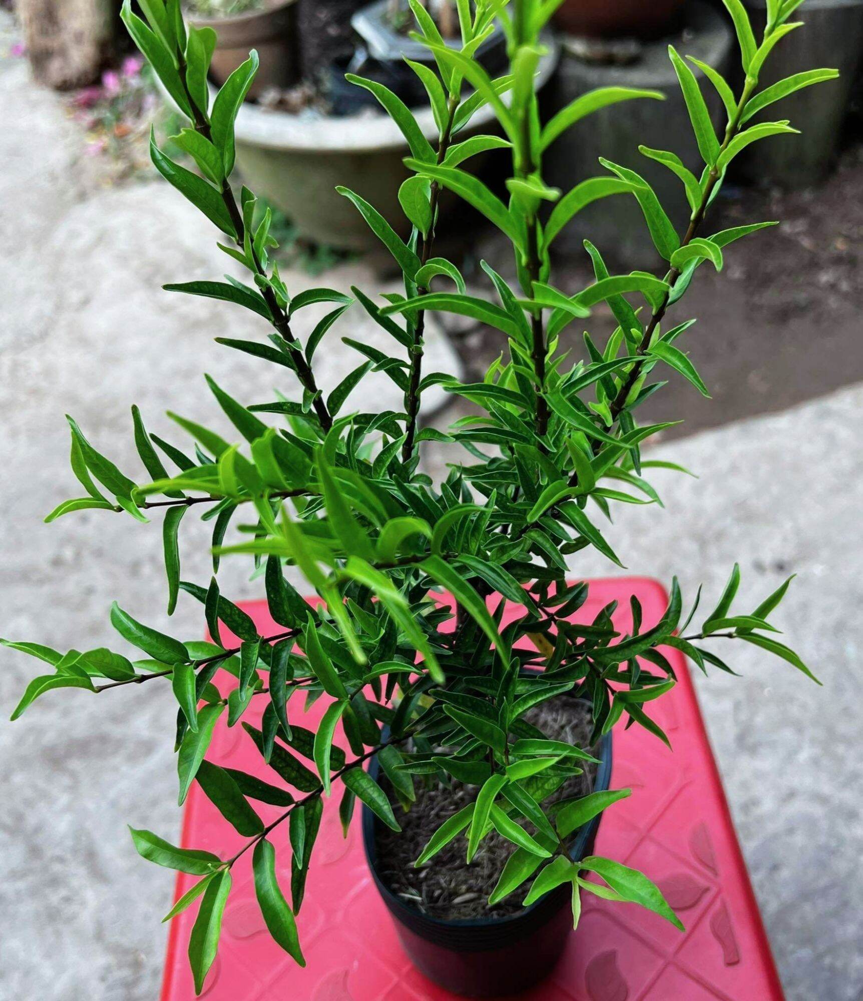 Cây Mai Chiếu Thủy