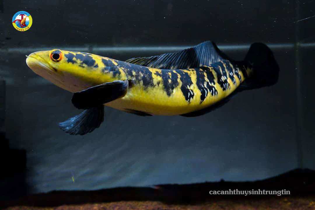 Lóc vảy rồng vàng yellow sentarum