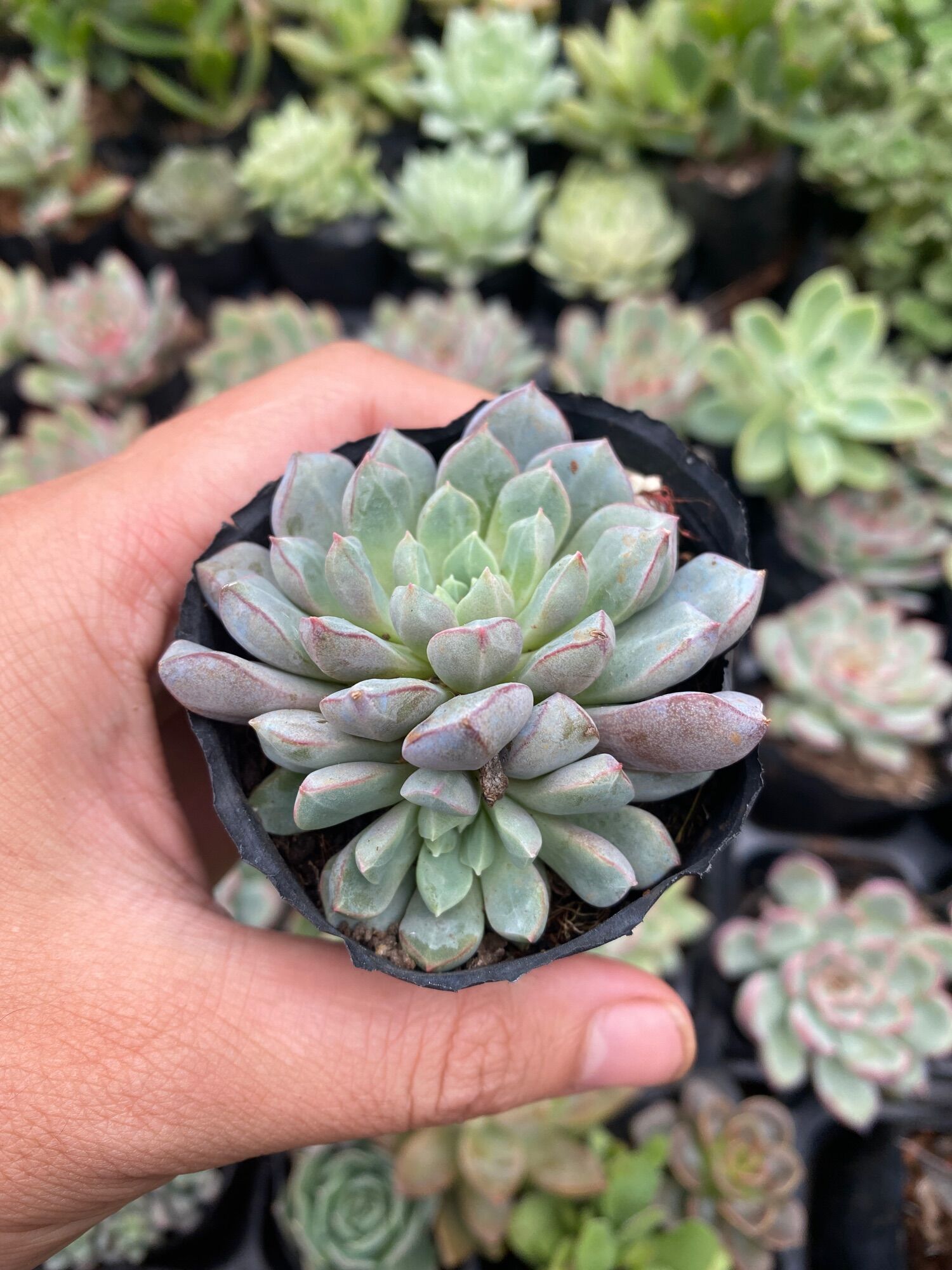 SEN ĐÁ SIIM TÍM XUẤT VƯỜN ĐÀ LẠT  ĐÃ THUẦN KHÍ HẬU  LỖI 1 đổi 1.