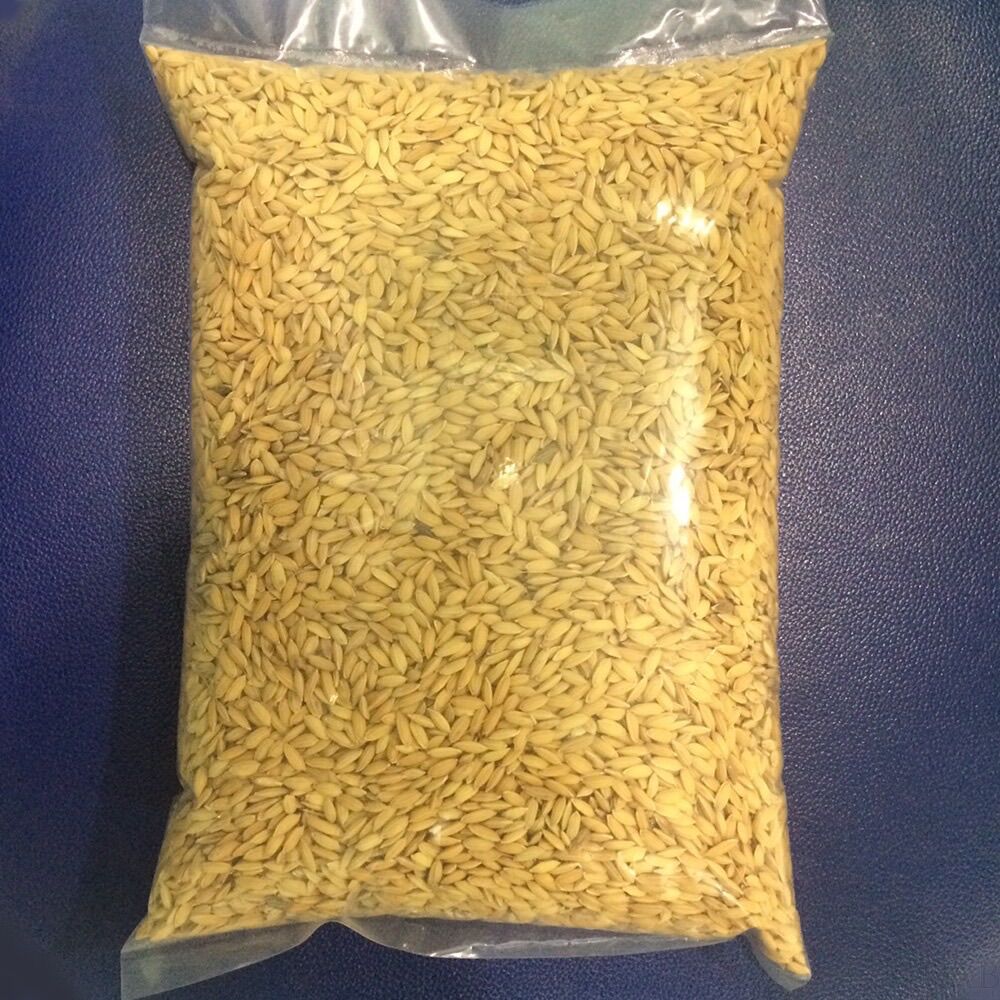 1kg Lúa cho chim kiểng, gà kiểng, gà đá chất lượng cao