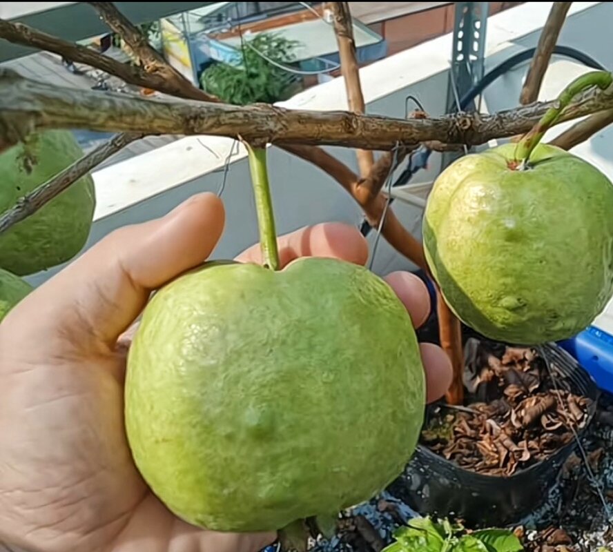 Cây ổi xá lị ngọt lịm