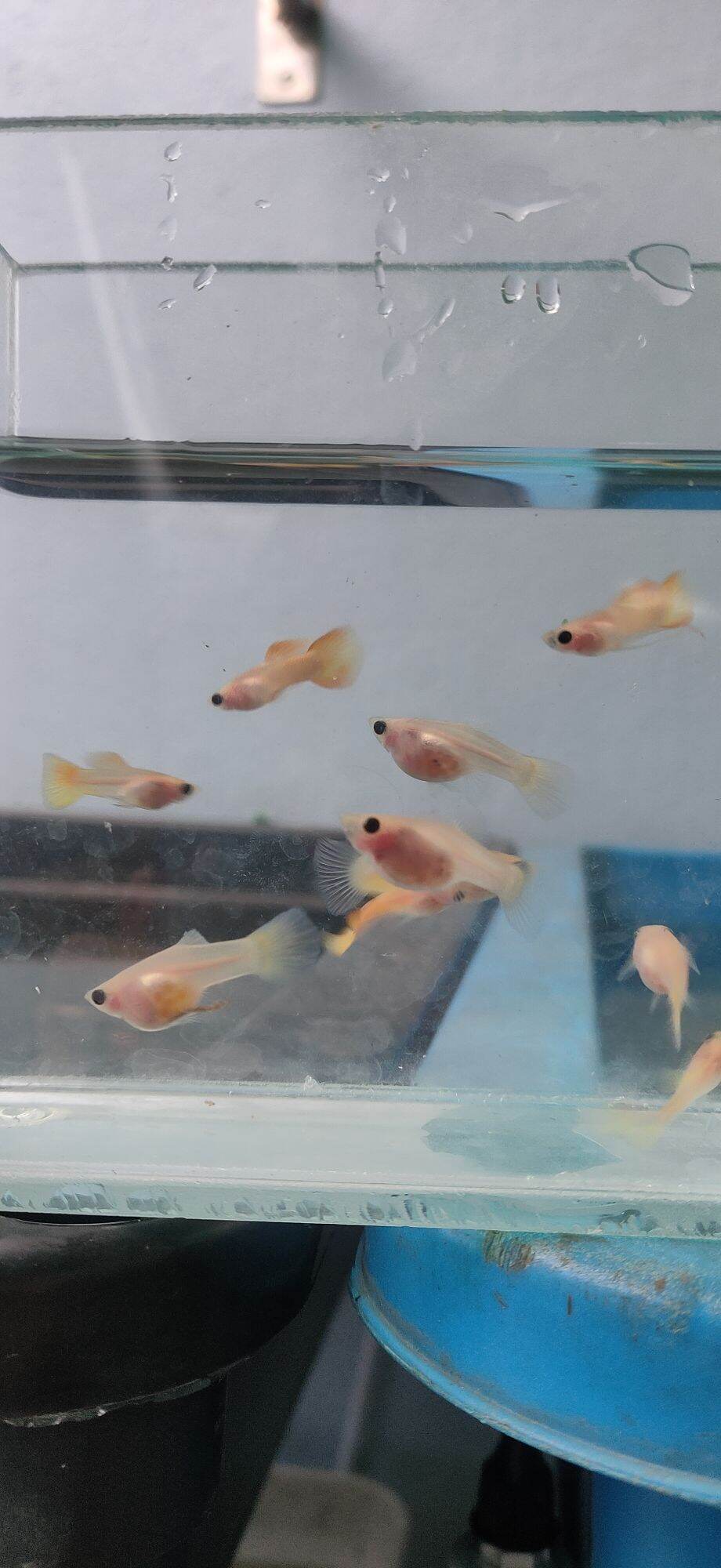 combo 5cặp gold short seethur gen tặng1cặp
