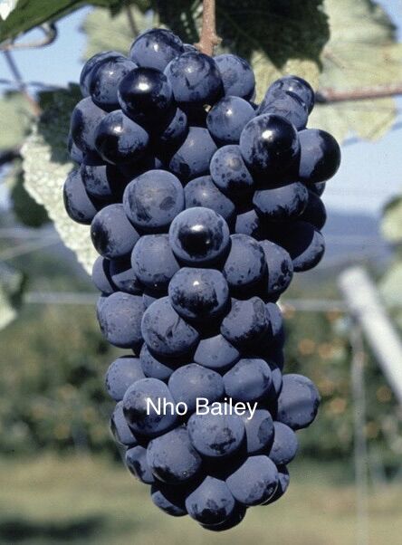 Cây Nho Giống Bailey ( Mẫu đơn đen )