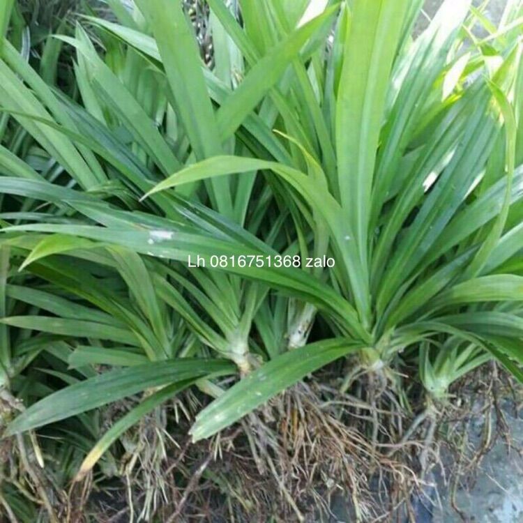 1 cây lá nếp lá dứa thơm