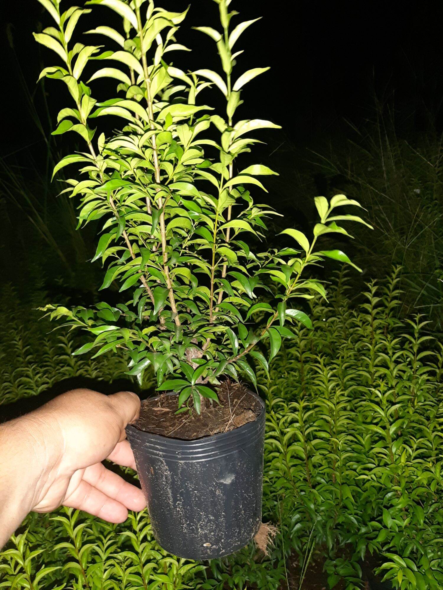 mai chiếu thủy giống