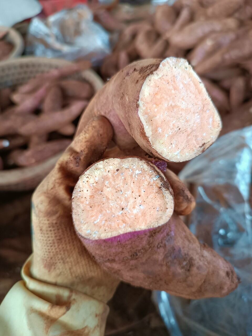 khoai lang mật size trung (8-10 CỦ1 ký) -SAM LÊ SHOP.