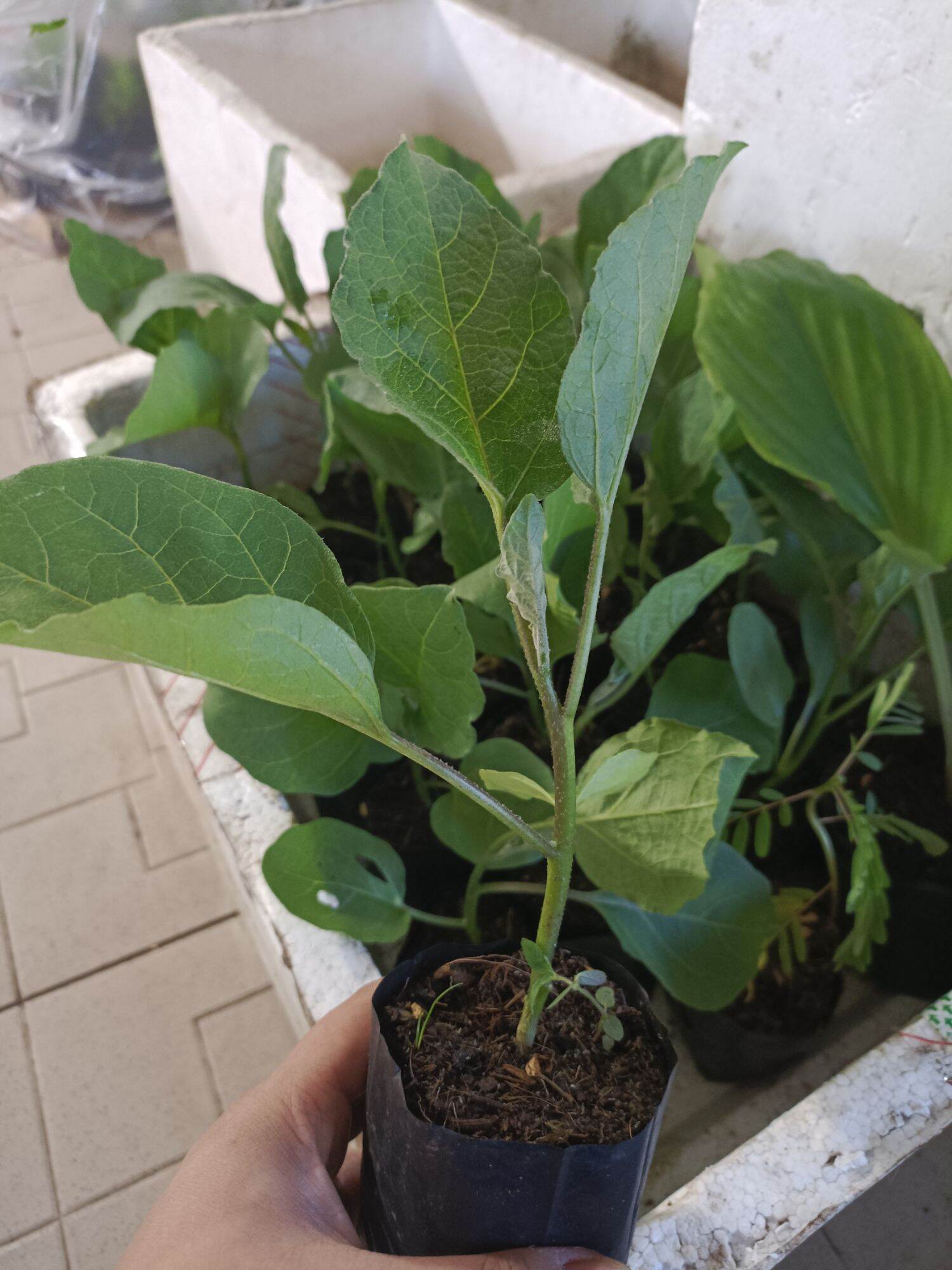 5 CÂY CÀ TÍM - cây giống