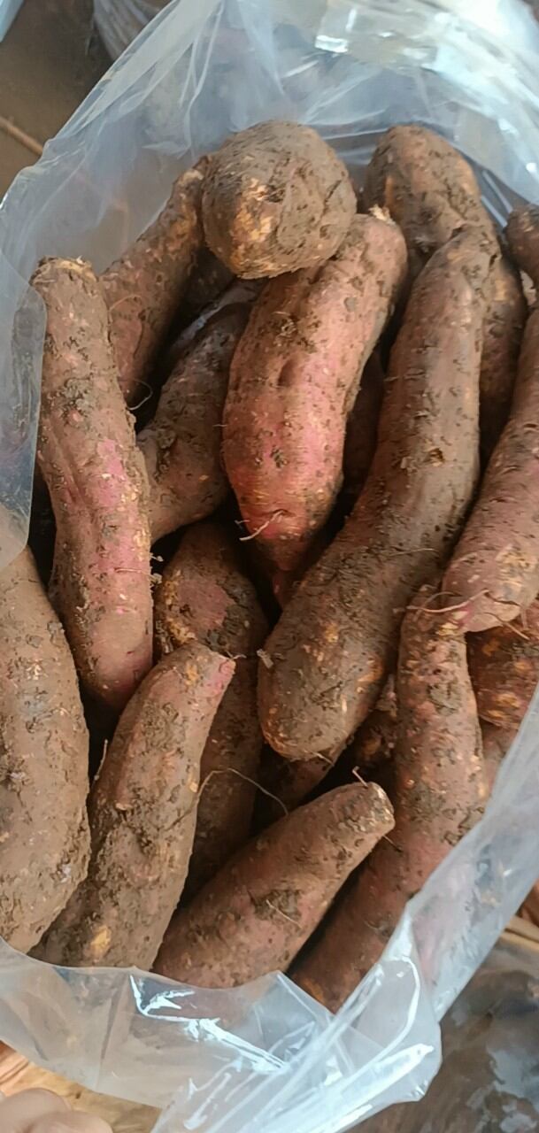 khoai lang mật size trung (8-10 CỦ1 ký) -SAM LÊ SHOP.