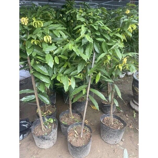 Cây hoa dẻ đổi màu xanh- vàng thơm ngát