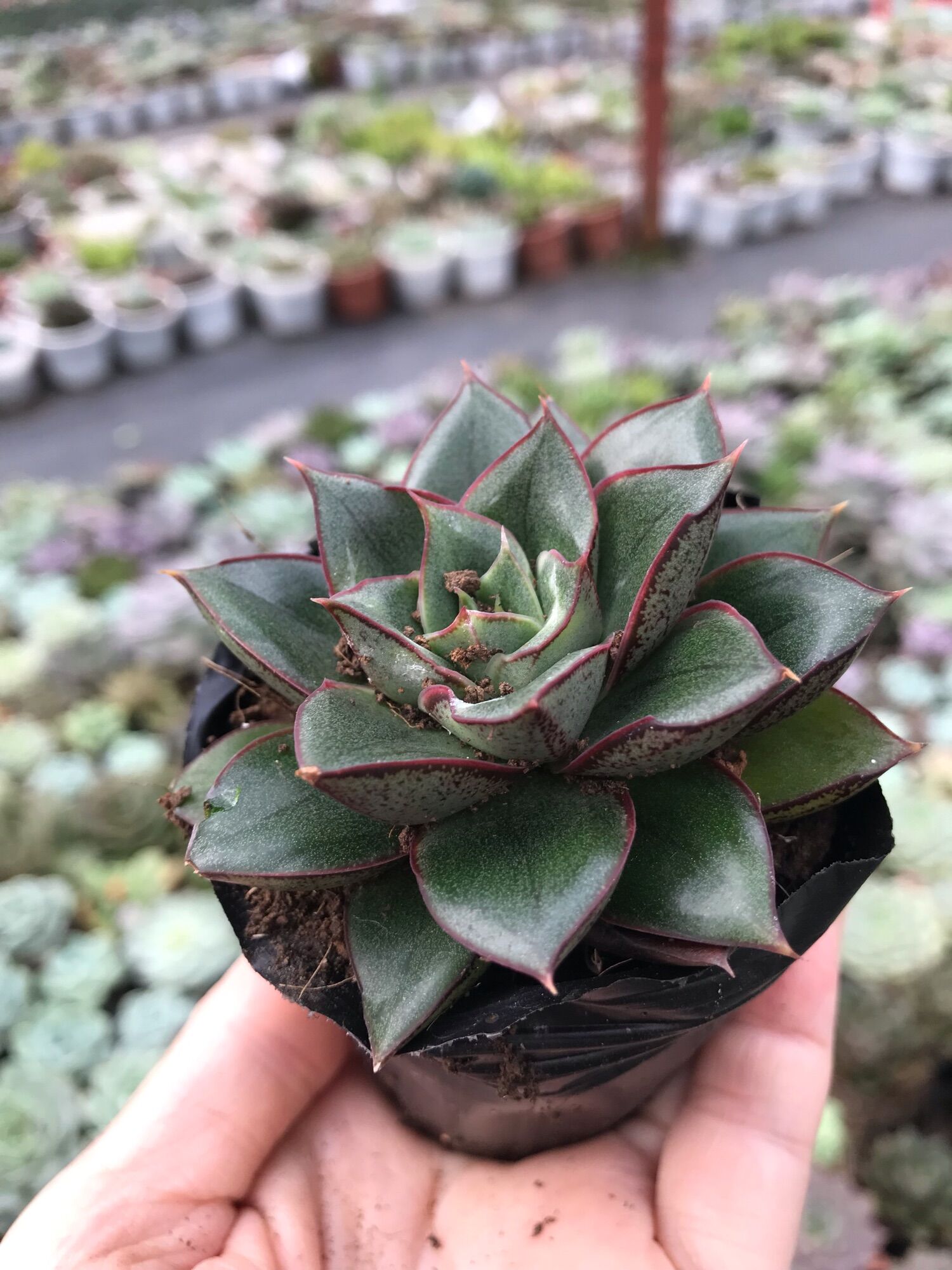 Sen đá hoa hồng đen cute size bầu