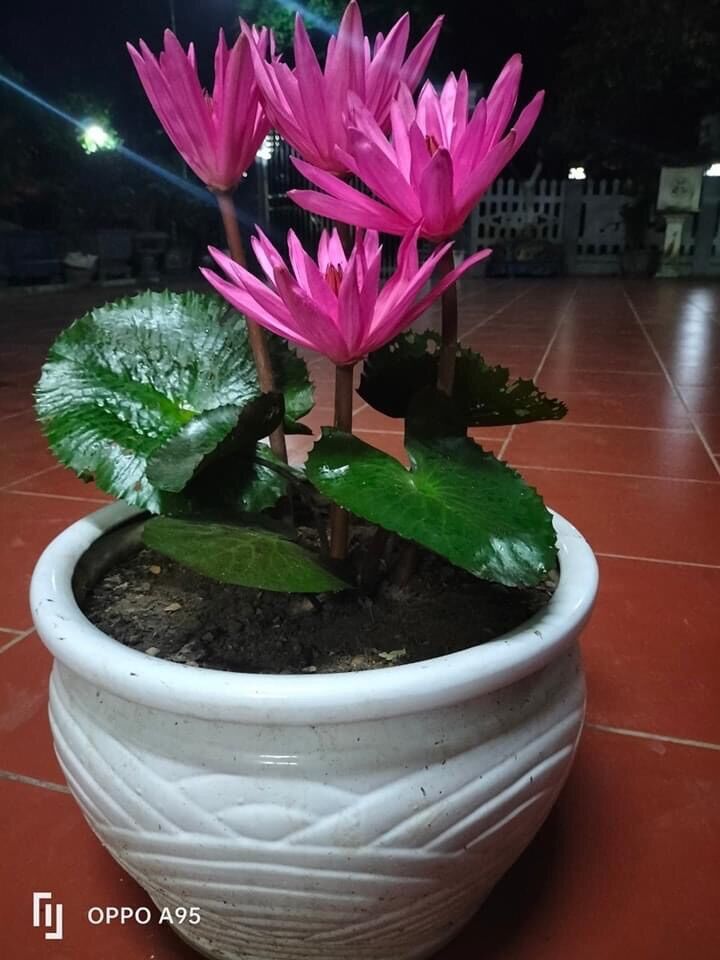Củ hoa súng cạn chuẩn Tết