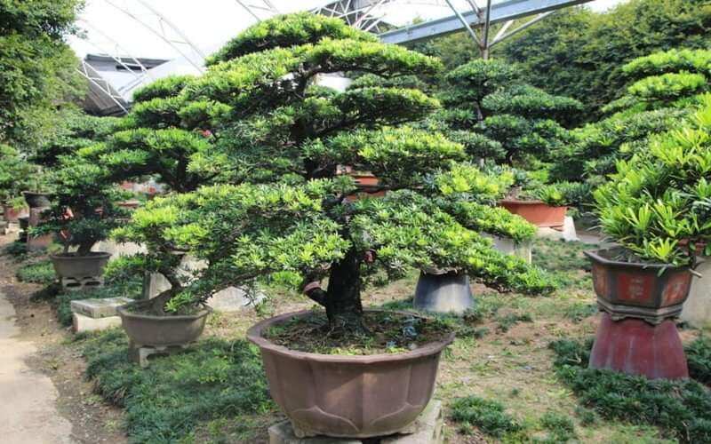 Tùng La Hán giống