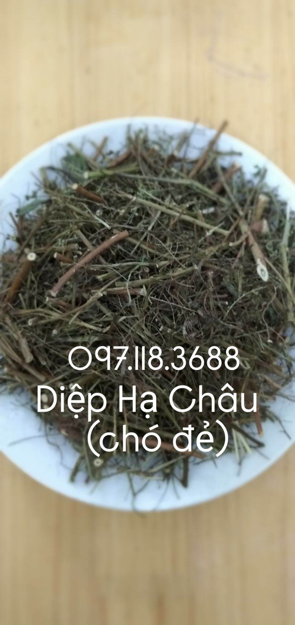 Chó đẻ . hàng sao vàng
