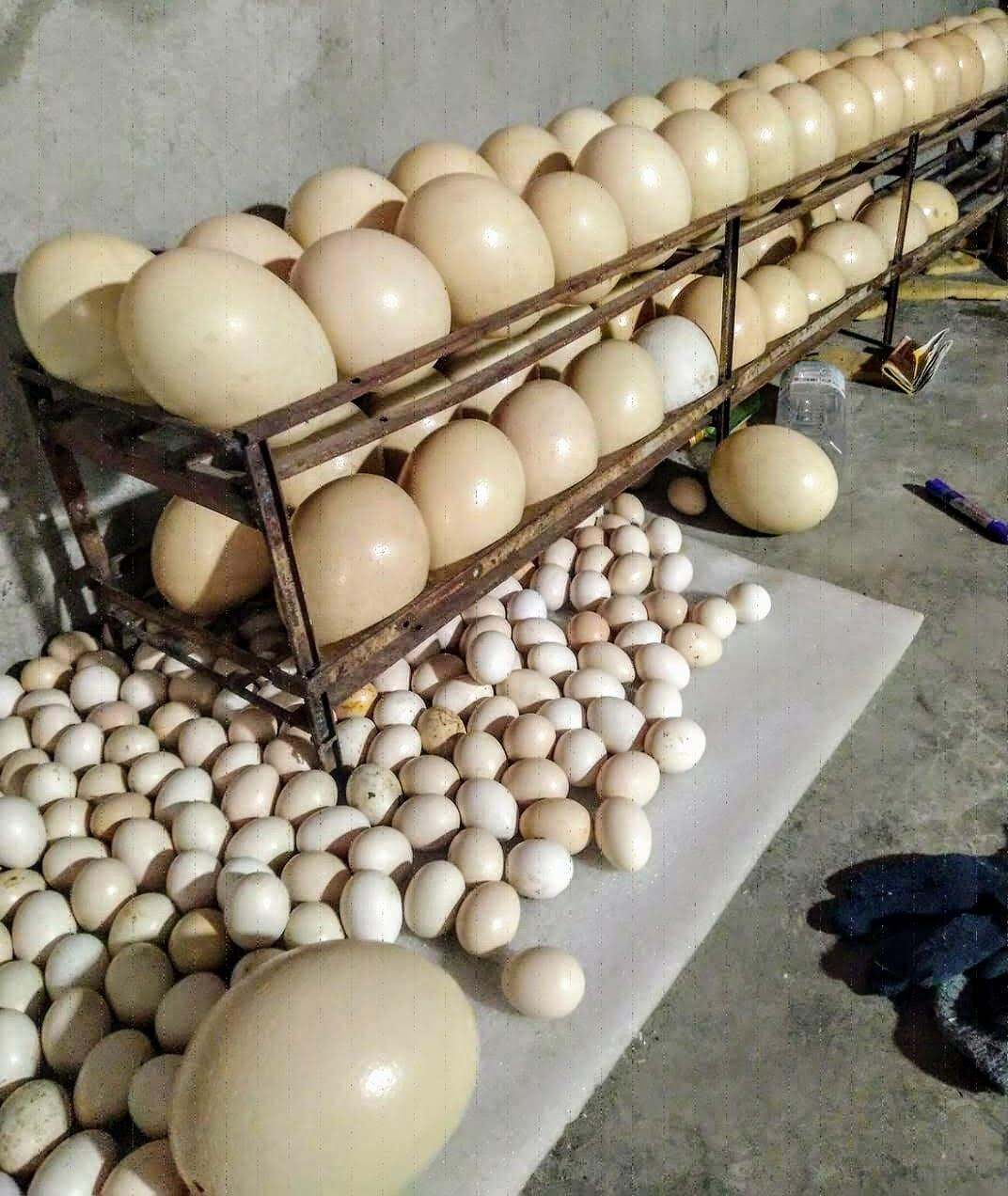 trứng đà điểu nặng từ 1.2 đến 1.5 kg