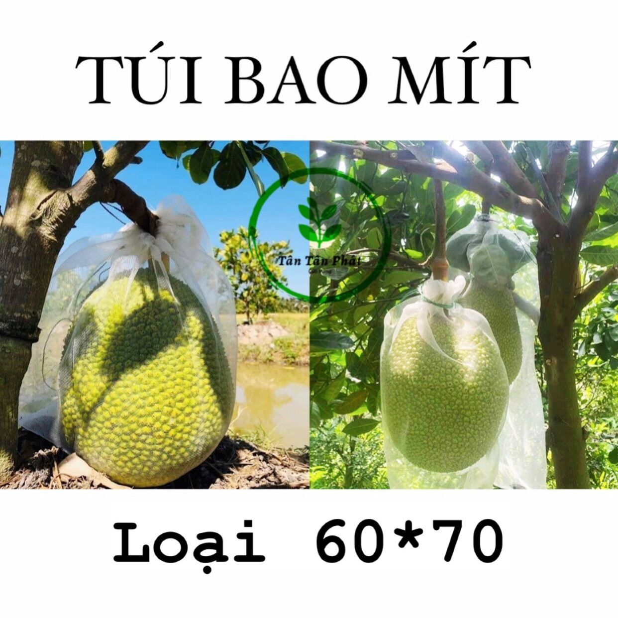 ✨10 túi bao, bọc trái mít cước thái loại tốt-siêu bền-chắc chắn