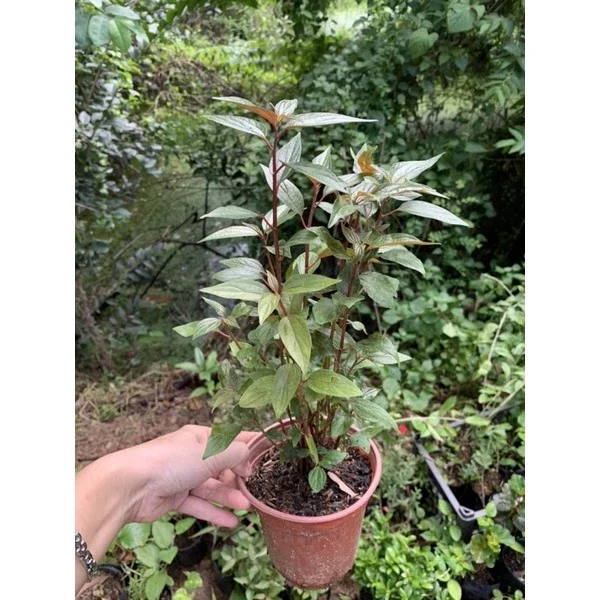 Cây bọ mắm làm giống