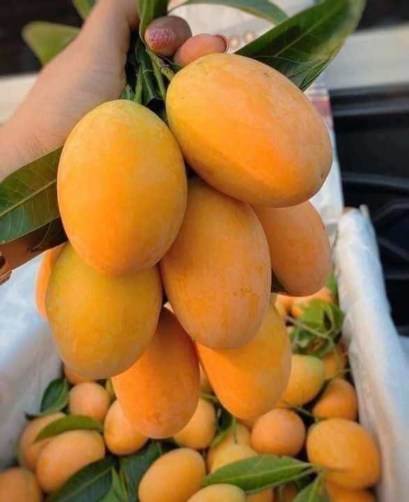 Cây giống thanh trà thái cho trái sau 1 năm. quả ngọt siêu to
