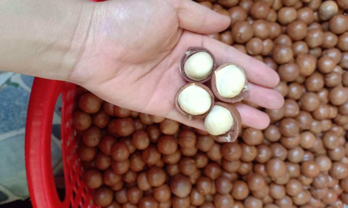 Túi 500g macca Đăk Nông - mắc ca sấy nứt vỏ