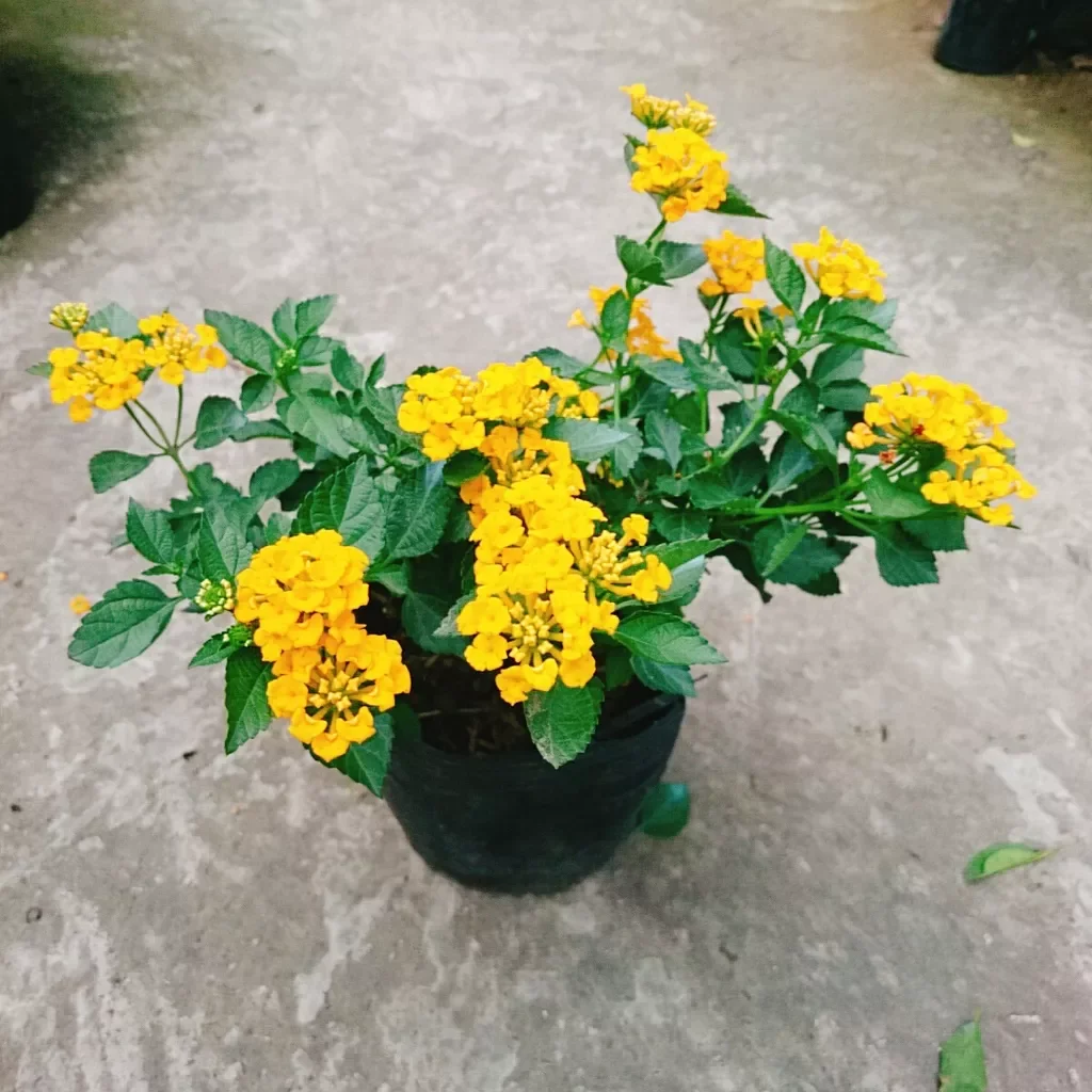 Hoa ngũ sắc vàng ( hoa trâm ổi)