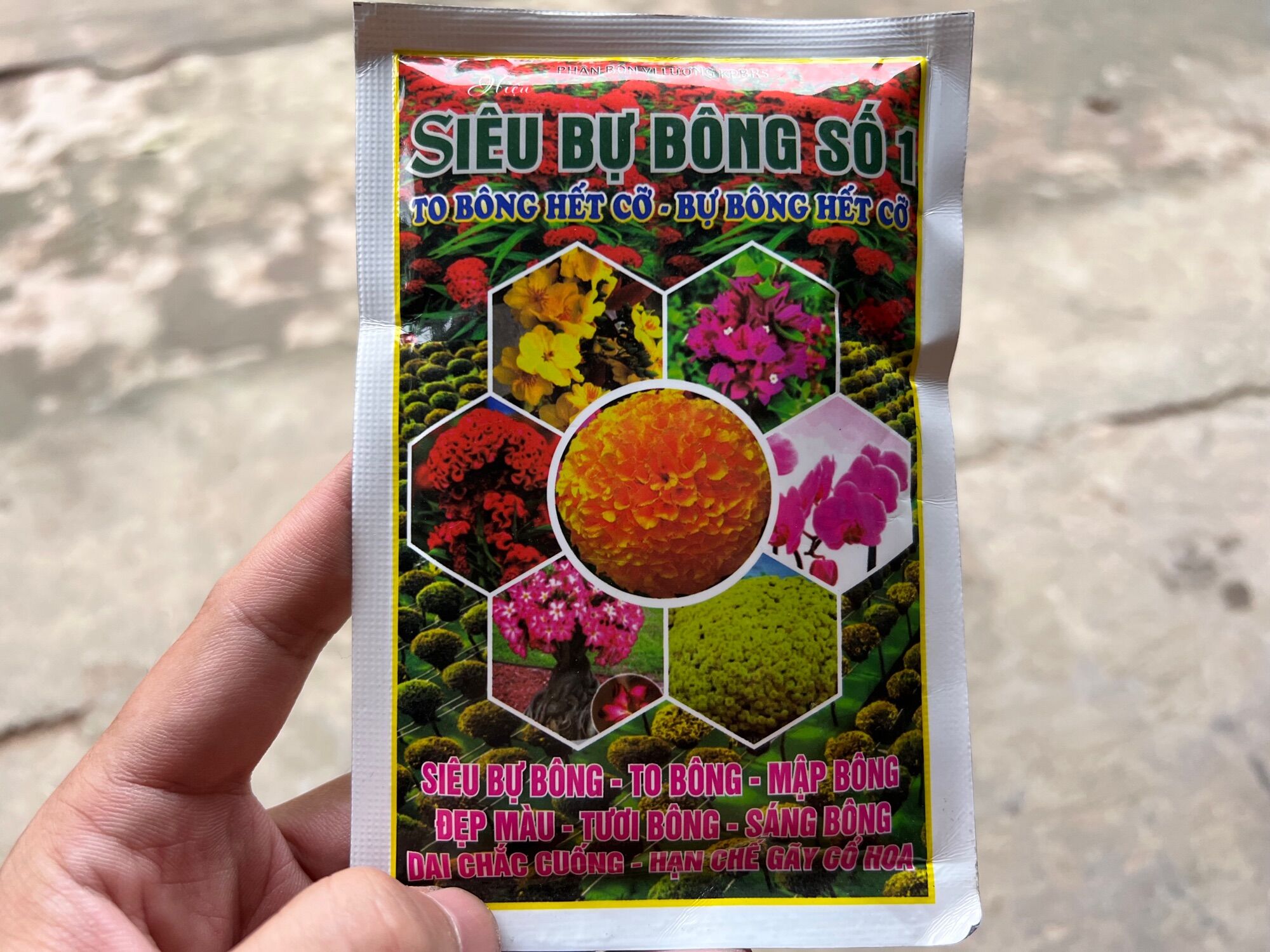 To bông hết cỡ mập nụ màu sắc sáng đẹp lâu tàn