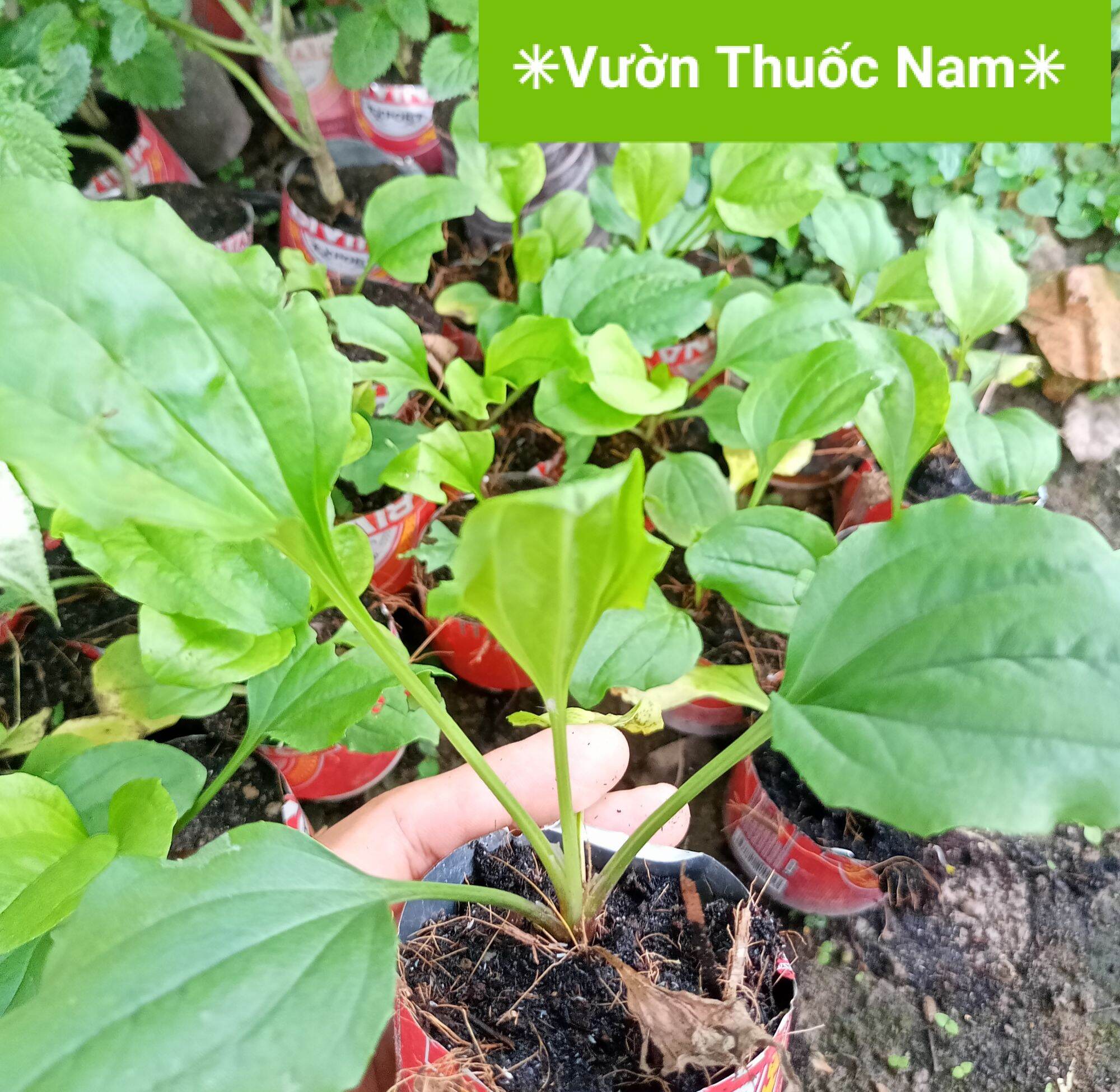 Cây Mã đề con làm giống bầu sẵn làm dược liệu