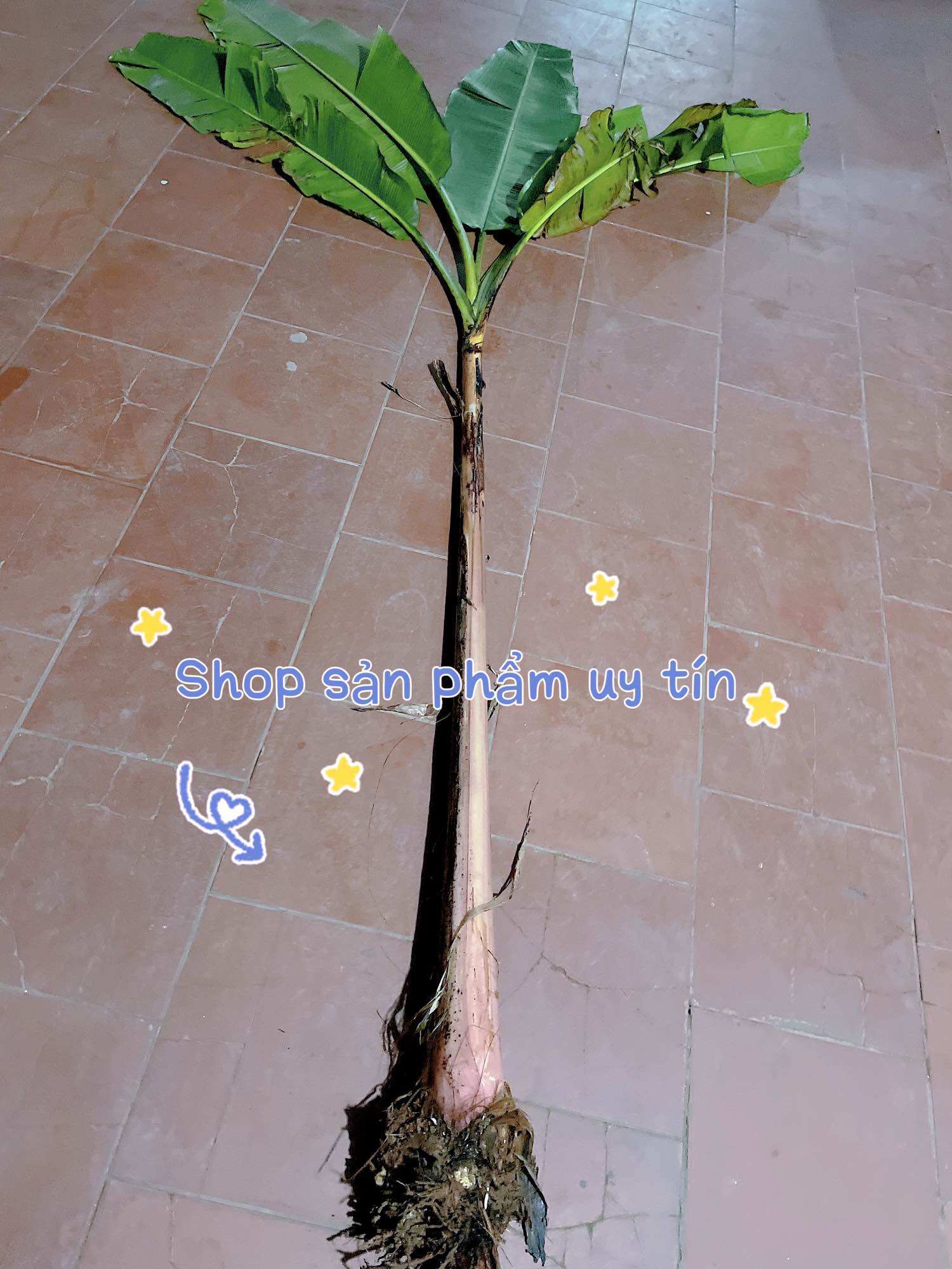 cây chuối hột rừng(củ giống sống 100 %)