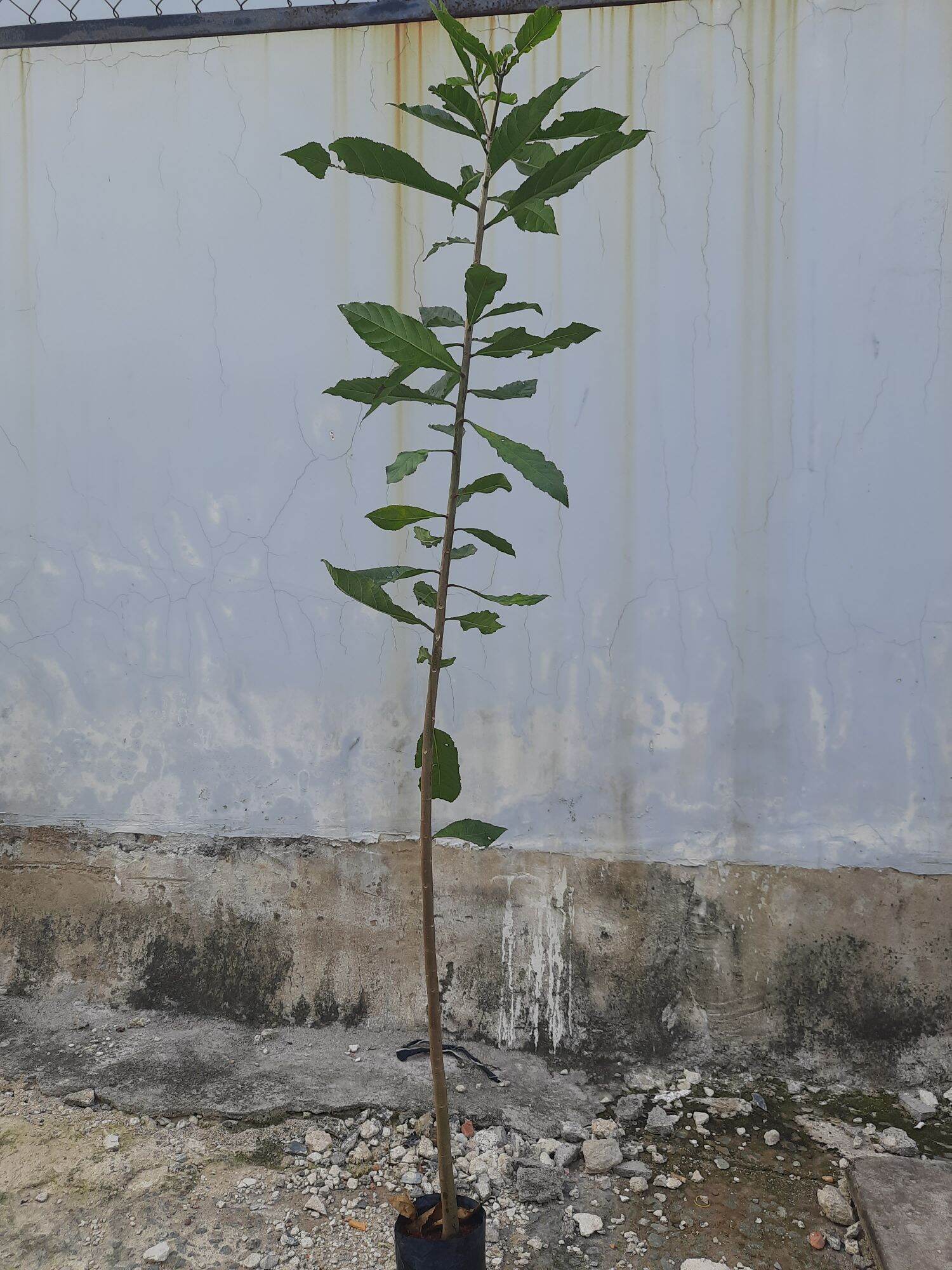Cây lộc vừng hoa đỏ cao khoảng 1m