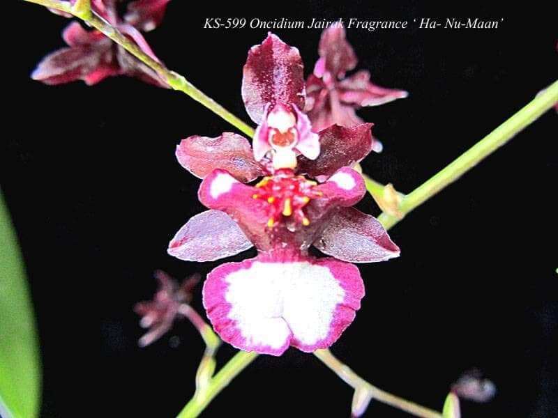 Vũ nữ Ha- nu -maan giống hoa thơm
