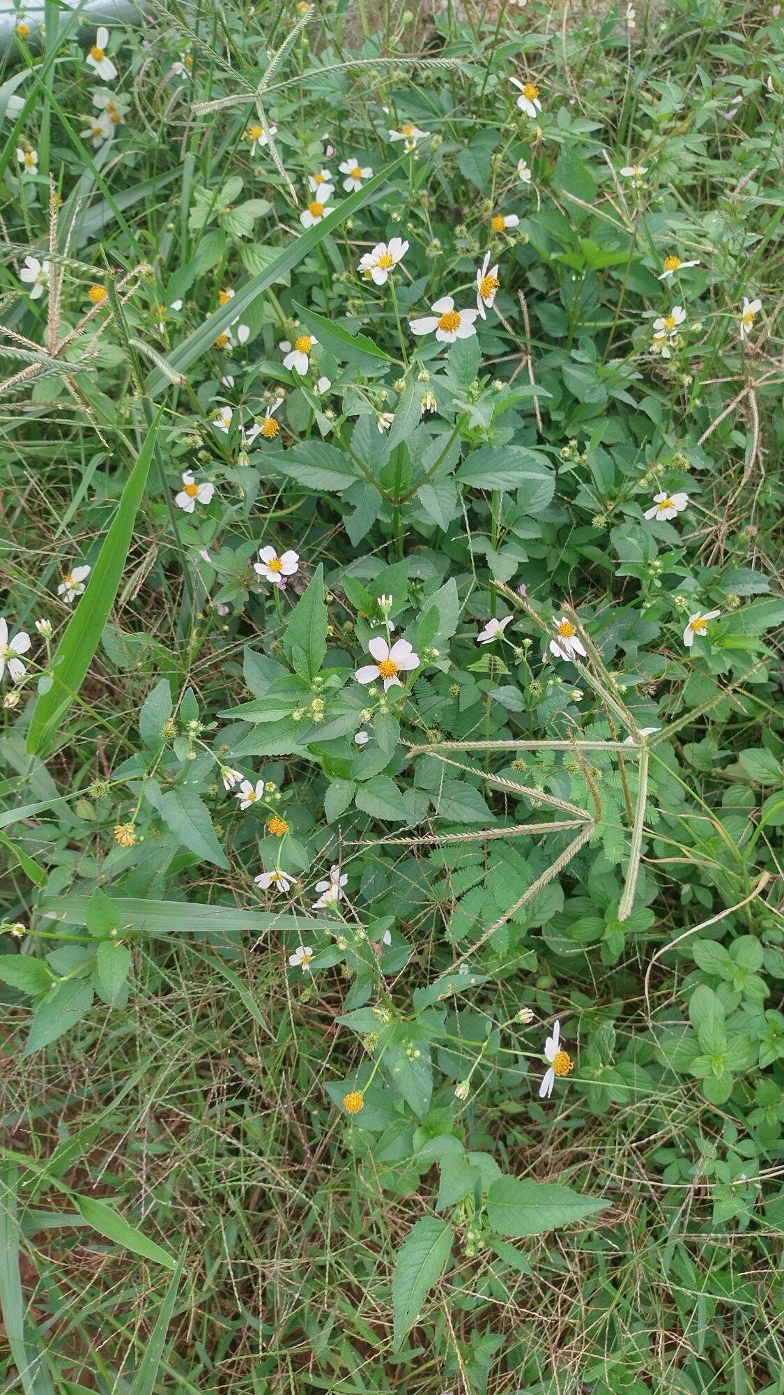 Cây hoa xuyến chi