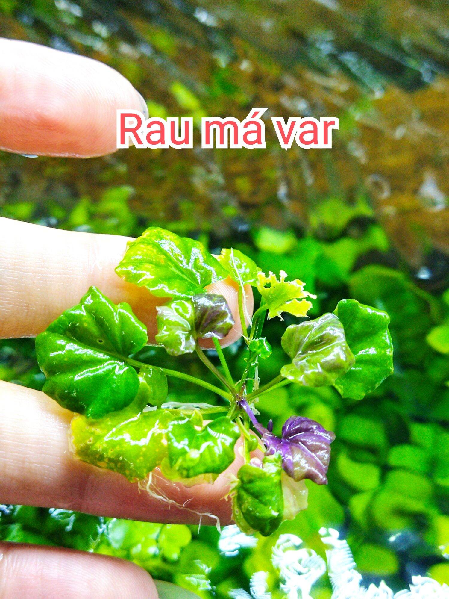 1 cây rau má Var đột biến