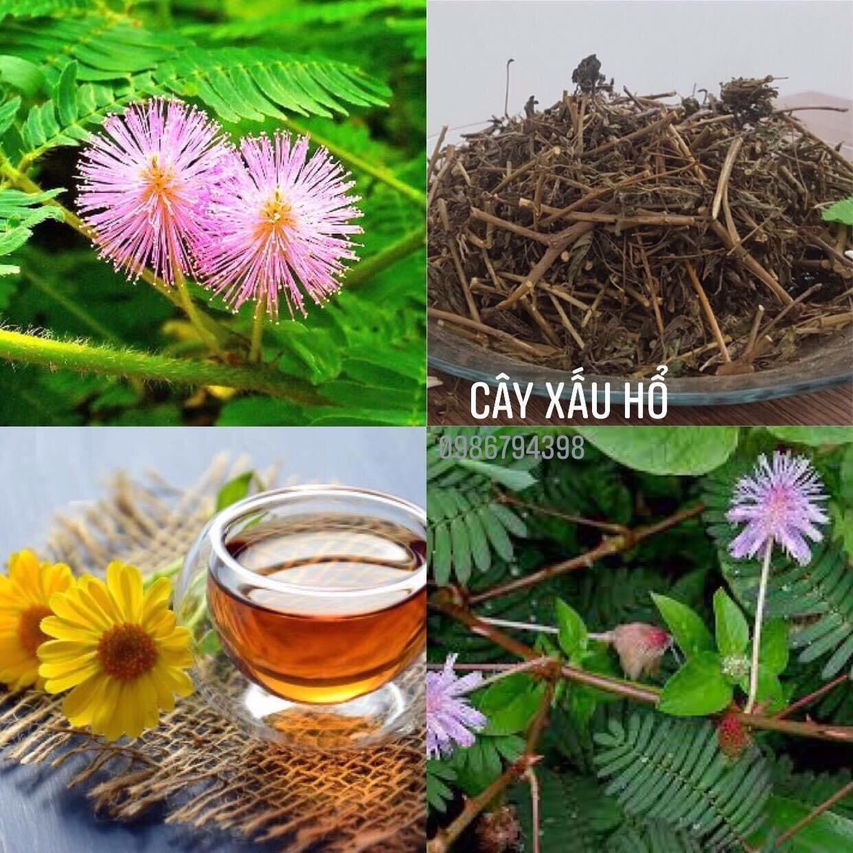 Cây xấu hổ khô đẹp 1kg