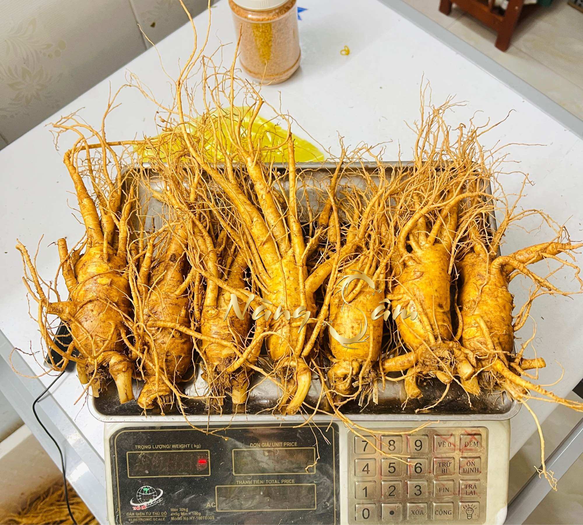 1 Củ Nhân Sâm Tươi Hàn Quốc Size 7 Củ/kg - Sâm Chuẩn Hàn Quốc