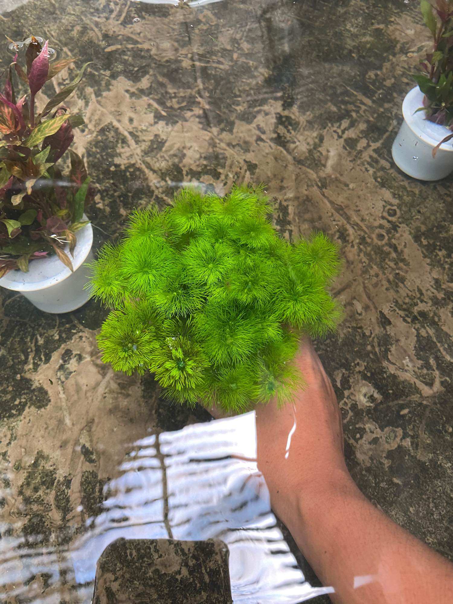 CÂY THỦY SINH TIỂU BẢO THÁP-40K/15NGỌN