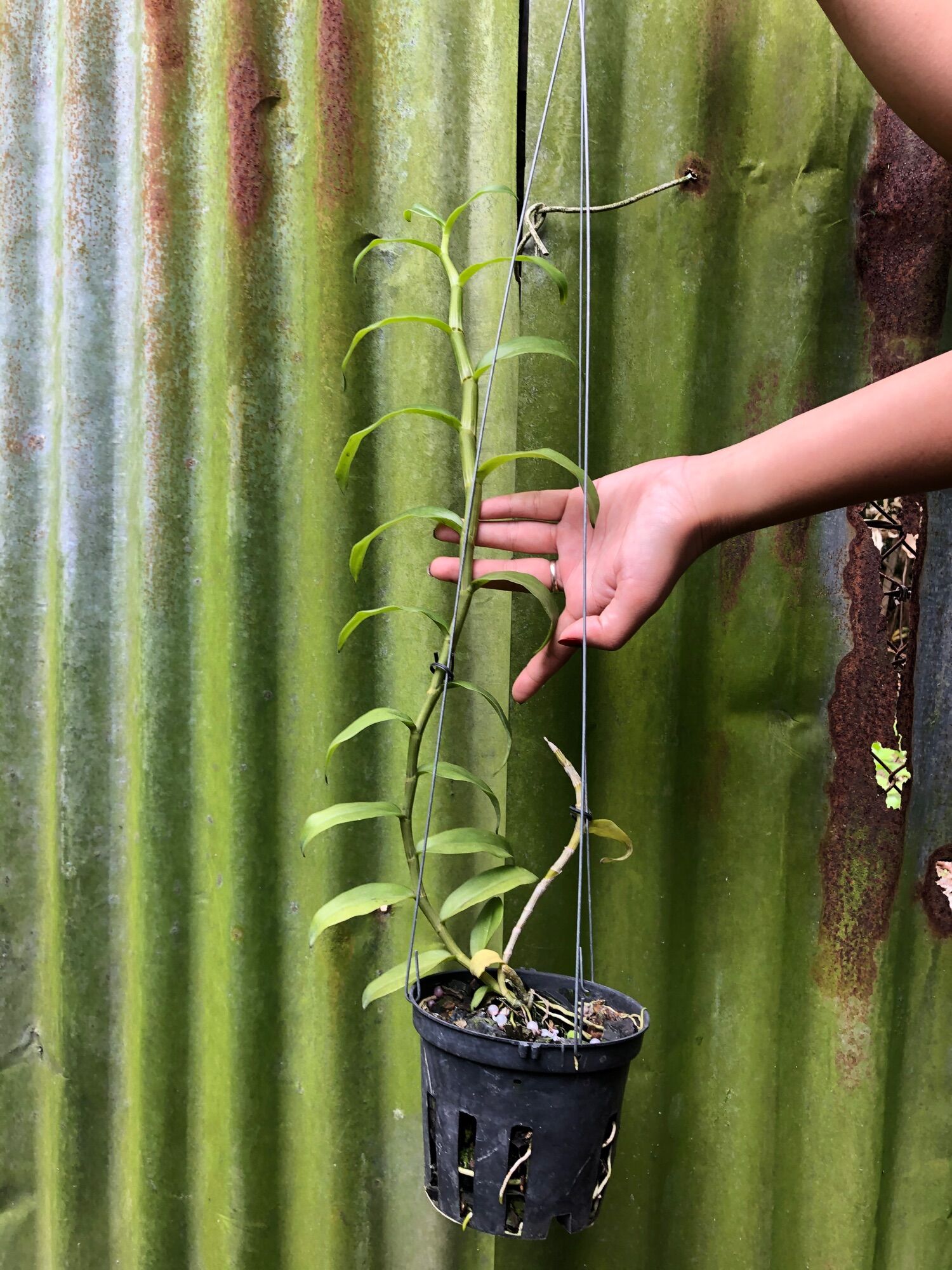 Lan Phi Điệp 5ct Họng Hồng - Cây Cao 25-30cm