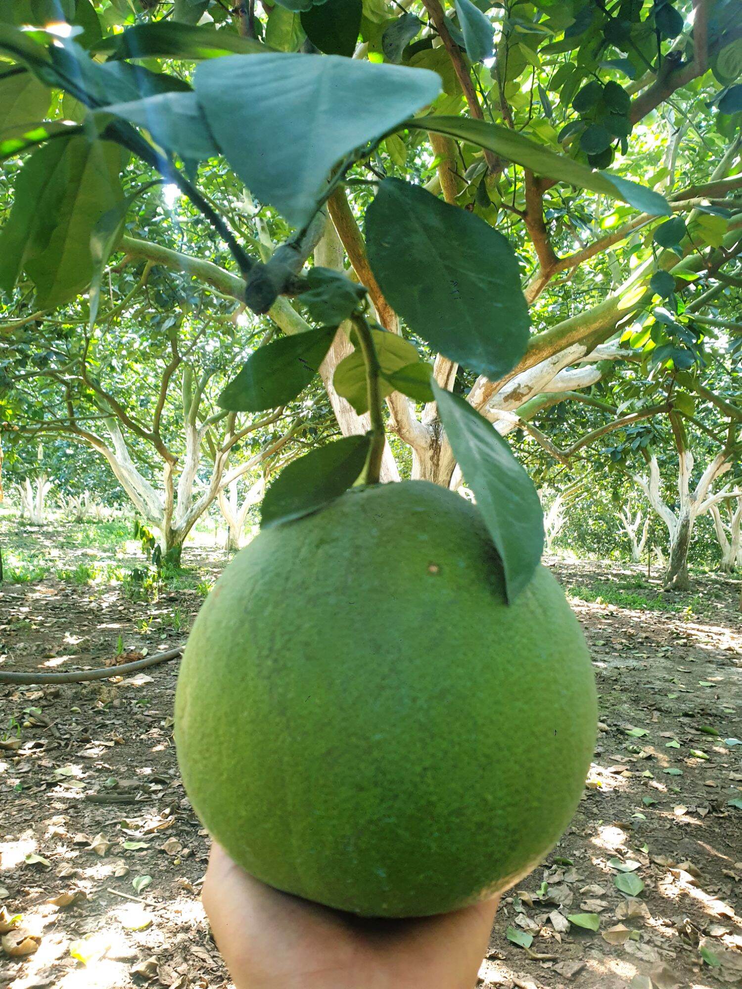 Đặt sản Bưởi Da xanh