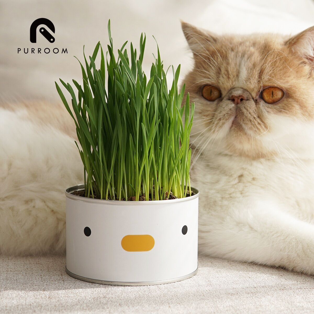 Cỏ mèo tươi tự trồng purroom - catnip nhà trồng