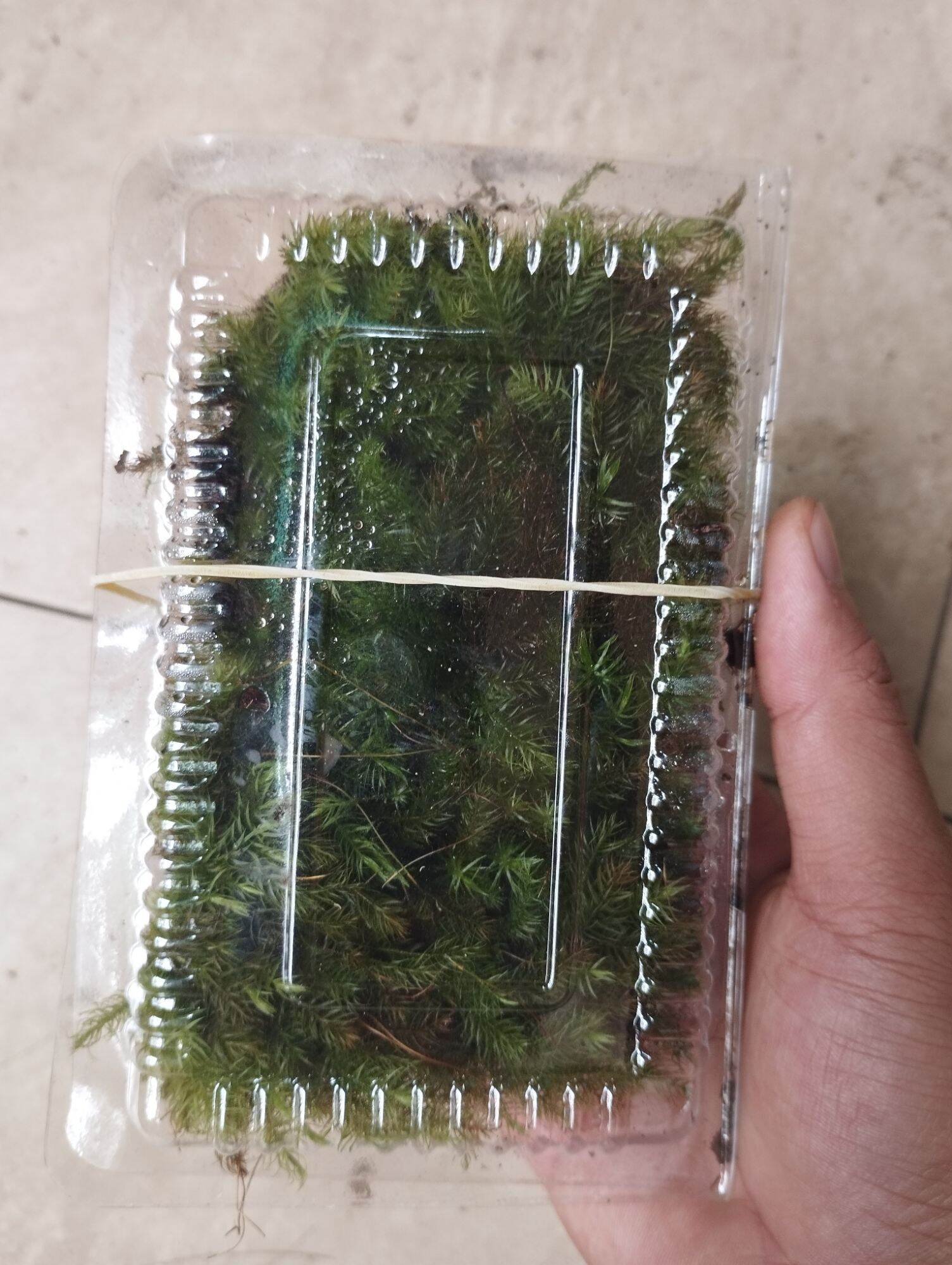 Rêu spinny, rêu đuôi sóc, sỉ inb