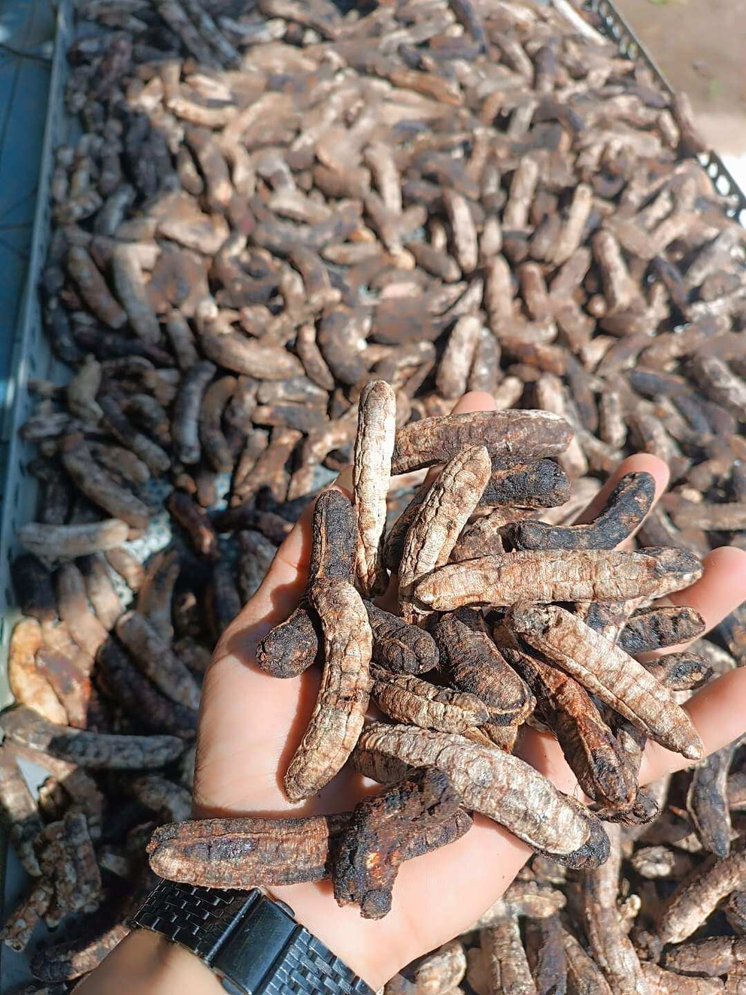 Chuối hột rừng tây nguyên