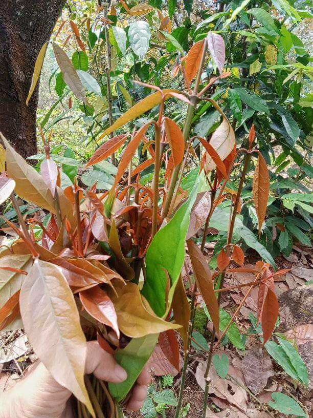 3 BẦU CÂY GIỐNG RAU BÉP RỪNG K'LONG