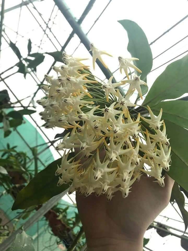 Cẩm cù tên lửa Multiflora