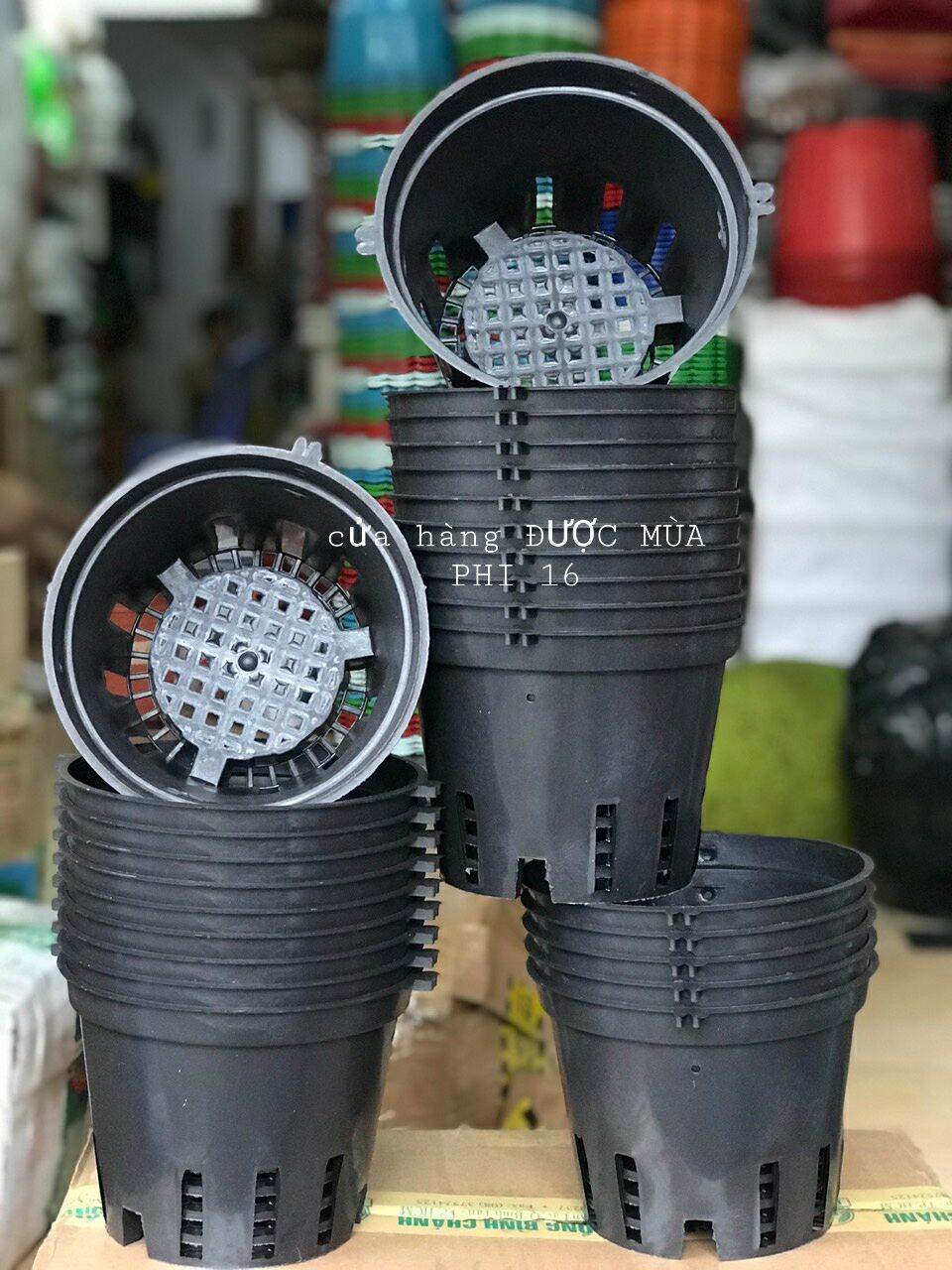 Combo 10 chậu lan phi 16 .