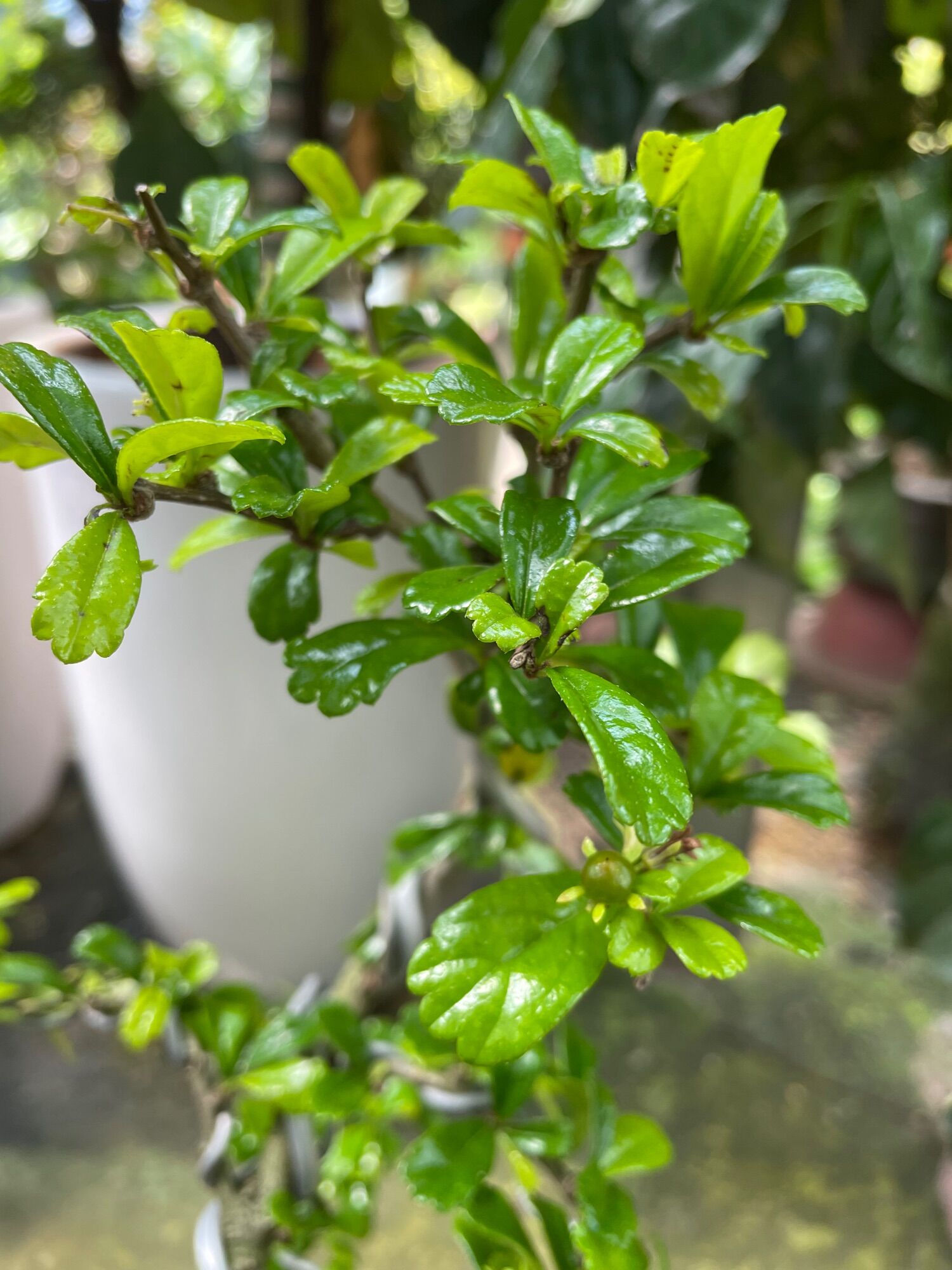 Cây Trà Phúc Kiến (bùm sụm) bonsai