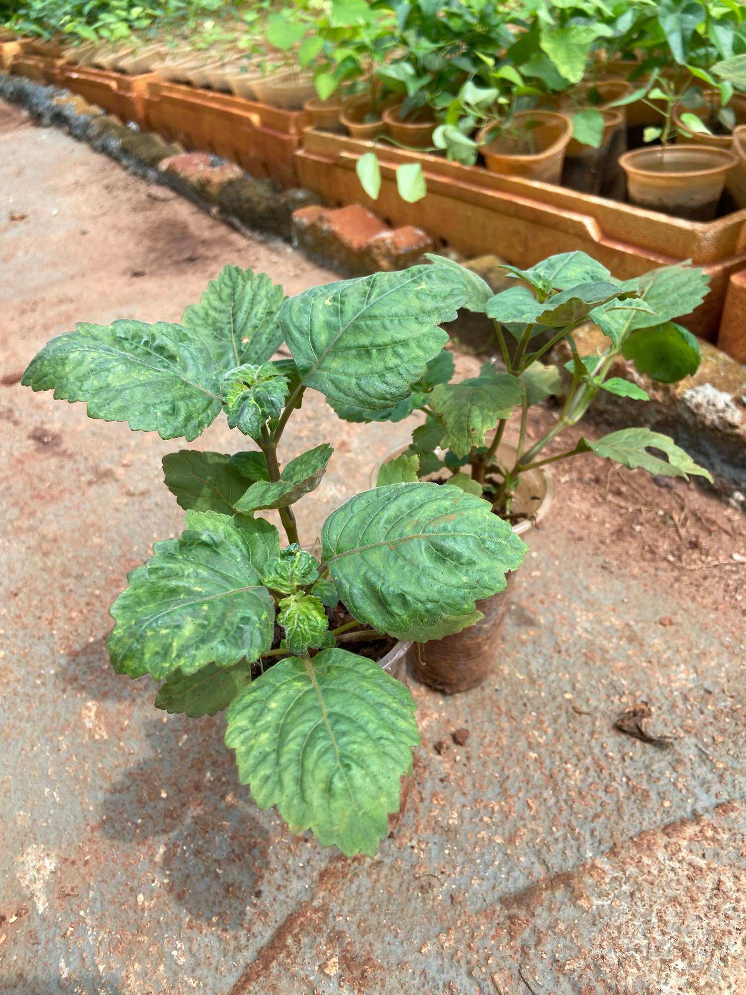 Cây giống hoắc hương