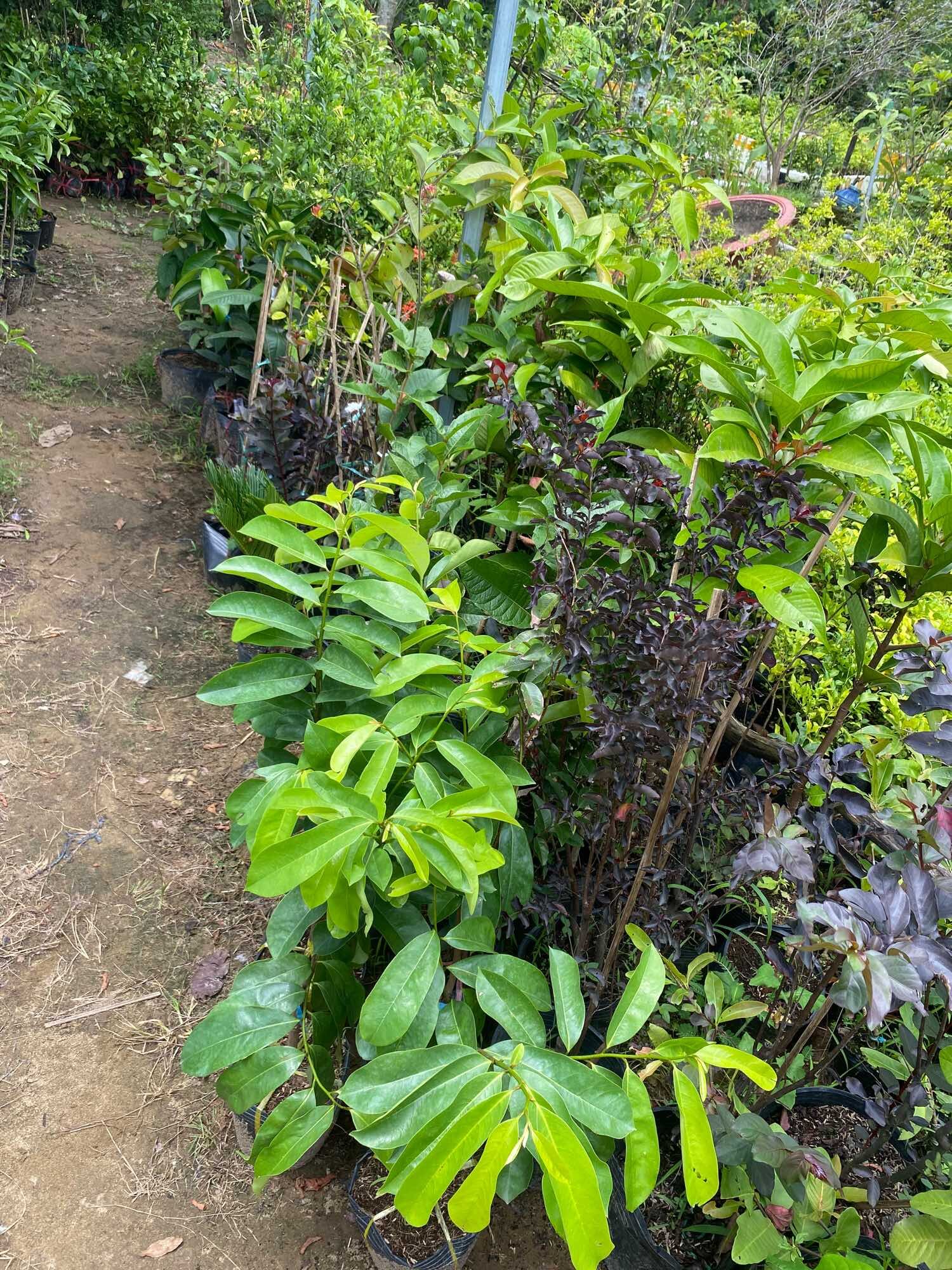 Cây Mãng Cầu Xiêm Thái